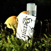 Eremit bei den Schattenschirmen (by Floyd)