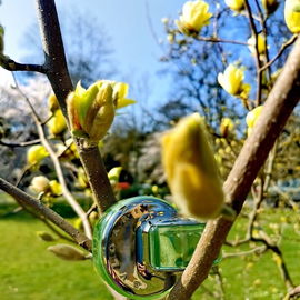 Es ist tatsächlich eine gelbe Magnolie :-) Vielen lieben Dank!