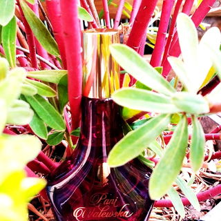 Pani Walewska - Ruby - Miraculum