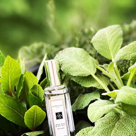 The Muse - Zarkoperfume