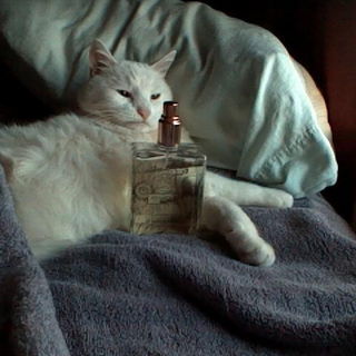 Citron Citron - Miller Harris