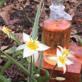 Amaranthine (Eau de Parfum) - Penhaligon's