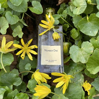 Number One Intense von Nicolaï