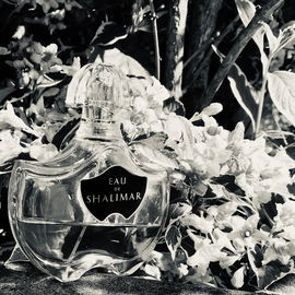 Nuit Etoilée (Eau de Parfum) - Goutal