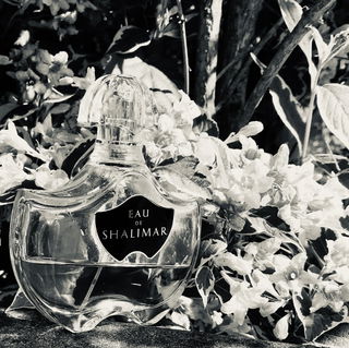 Mandarine Sanguine / Ruby Tangerine - Comptoir Cologne