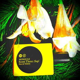 Monocle Scent Three: Sugi - Comme des Garçons