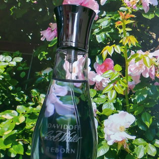 Cool Water Reborn for Her (Eau de Toilette) - Davidoff