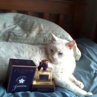 Night Scented Jasmine (Eau de Parfum) - Floris