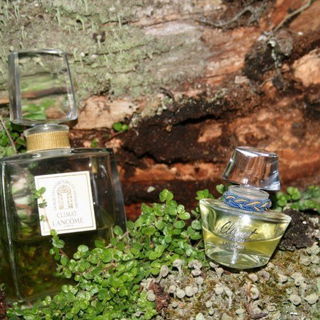 in meinem Garten aufgenommen :-)