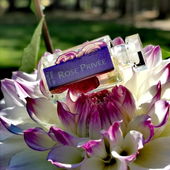 Dahliengarten Baden-Baden (2) (von Lavendel18)