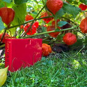 Rushhour im Garten - Lampionstau im Blumenbeet (by BeJot)