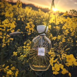 💛 Raps (Brassica napus) 💛