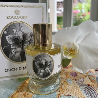 Orchid Mantis by Zoologist