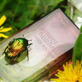 Rosenkäfer und Rosenduft, die ersten Rosenboten im Frühling, Moment de Bonheur. (by Zora)