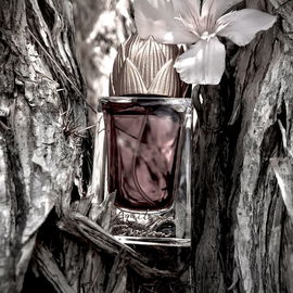 Aquilaria & Blossom