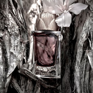 Aquilaria & Blossom