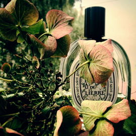 Eau de Lierre - Diptyque