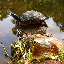 Sie wundert sich, wer sich an ihrer Seite sonnt ...  ☀️🐢😎