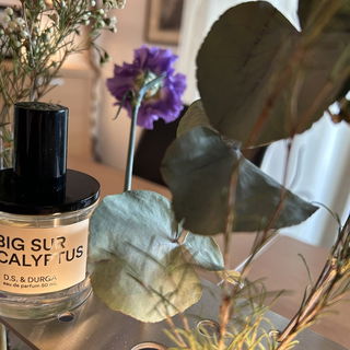 Big Sur Eucalyptus von D.S. & Durga