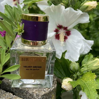 Velvet Orchid - Birkholz