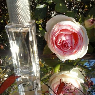Pour Femme Timeless by Lacoste