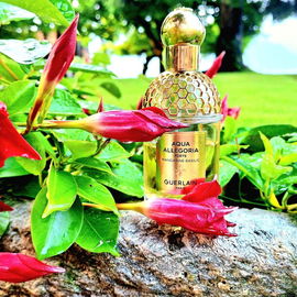Aqua Allegoria Forte Mandarine Basilic - Guerlain