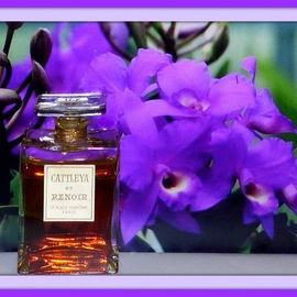 Cattleya - Renoir