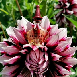Neues aus dem Dahliengarten :-)