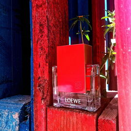 Solo Ella (Eau de Parfum) - Loewe