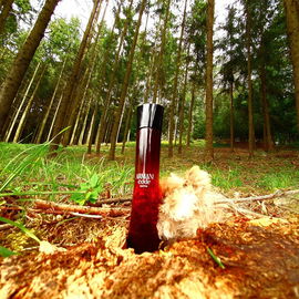 Schräg im Wald