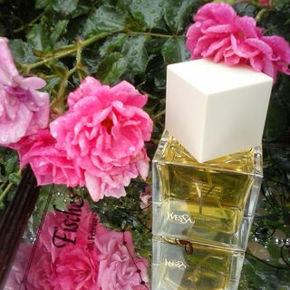 Rose Frankfurter Palmengarten