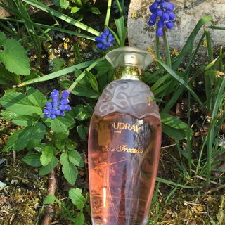 Musc et Freesia - E. Coudray