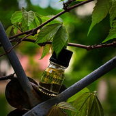 Entstanden in Görlitz in der Nähe der Peterskirche - vielen Dank für eure lieben Kommentare! (von DrHildegard)