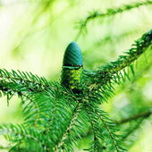 Danke an alle für die Auszeichnungen und Kommentare. - Der Tannenzweig befand sich über einem Abgrund, ein Windstoß oder falsche Positionierung im Zweig und der Kleine wäre hineingefallen. Er hat die Fotochallenge mit Bravour bestanden. (by Morpheus1)