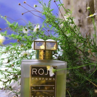 Lily (Parfum) by Roja Parfums