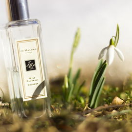 Wild Bluebell (Cologne) - Jo Malone