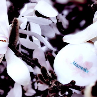 Magnolia (Eau de Toilette) - Yves Rocher