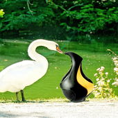 The White Swan meets the legendary 