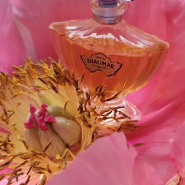 Shalimar (Eau de Parfum) von Guerlain