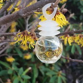 ❄💙🌞Jedes Jahr verzaubert uns die Zaubernuss mit ihren sonnengelben Blüten und schenkt uns Farbe im Wintergrau.❄💙🌞 (by Kailani)