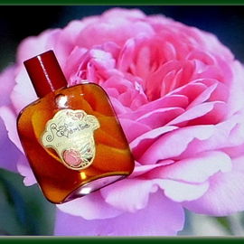 Rose Vérité - Lorenzy-Palanca