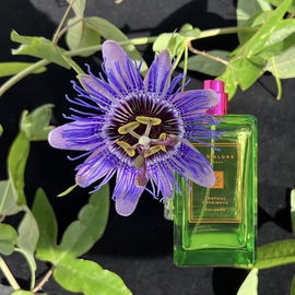 Sunlit Cherimoya / Tropical Cherimoya - Jo Malone