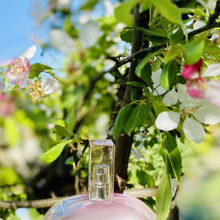 Euphoria Blossom - Calvin Klein