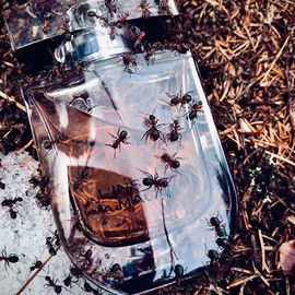 Auch die Ameisen lieben ihn 🐜🐜🐜