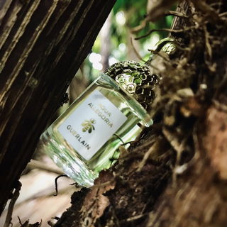 Aqua Allegoria Nerolia Vetiver - Guerlain