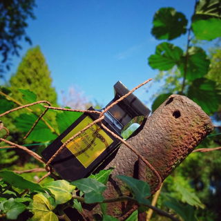 Italian Cypress - Tom Ford