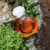 in meinem Garten aufgenommen :-) (von ElenaN)