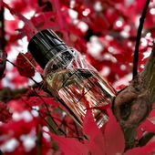 Vielen Dank an Euch alle für die lieben Worte und Auszeichnungen! Es freut mich sehr, wenn es Euch gefällt :-) (von Lavendel18)