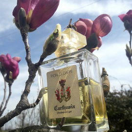 Fiori di Capri (Eau de Toilette) - Carthusia