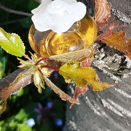 💙💮🥰Die Blumen des Frühlings sind die Träume des Winters (Khalil Gibran). Ich wünsche Euch einen duftenden Frühling und freue mich sehr über Euren Besuch und sage schon mal ein herzliches Dankeschön. Lg🥰💮💙